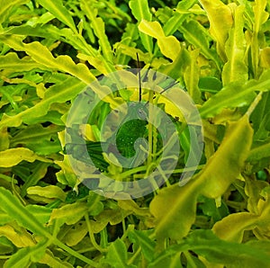 Hidden grasshopper in garden