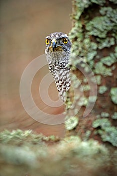 Hidden head portrait of goshawk. Detail of bird of prey Goshawk. Bird hawk sitting on the branch in the fallen larch forest during