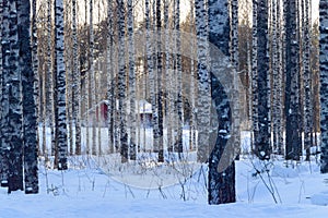 Hidden house in scandinavian winter birch forest