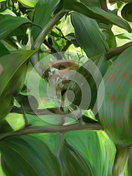 Hidden hummingbird nest in the jungle