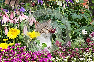 A hidden kitten between perennial flowers in the Garden. photo