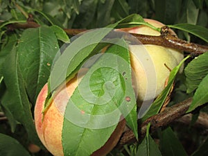 Hidden in the leaves of peach photo