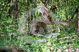 Hidden leopard