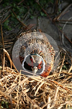 Hidden pheasant