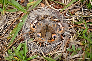 Hidden in plain view Common Buckeye Butterfly