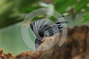 Hidden portrait of Palm cockatoo, Probosciger aterrimus. Dark parrot hidden behind branch in green forest habitat.