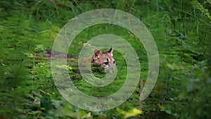 Hidden portrait of a very young cute cougar in a forest undergrowth.