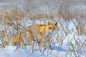 Hidden Red Fox, Vulpes vulpes, at snow winter. Wildlife scene from nature. Cold winter with beautiful fox. Orange fur coat animal