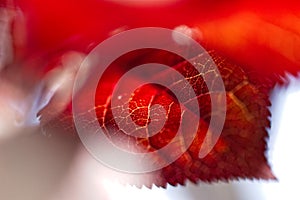 A Hidden Red Leaf Gem