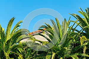 Hidden rooftop obscued by tropical palm trees in a bungalow or in an island getaway vacation home rental with blue sky