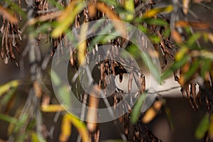 Hidden Ruby-Crowned Kinglet