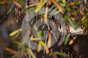 Hidden Ruby-Crowned Kinglet