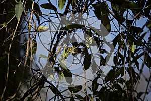 Hidden Ruby-Crowned Kinglet