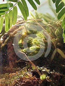 Hidden spider behind the scene