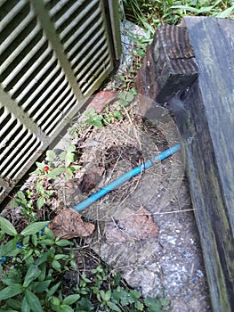 Hidden spider in the grass