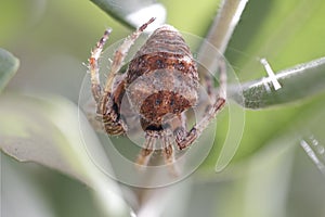 Hidden spider macro