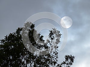 Hidden sun with trees