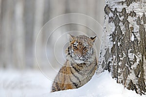 Hidden tiger with snowy face. Tiger in wild winter nature. Amur tiger running in the snow. Action wildlife scene, danger animal. C