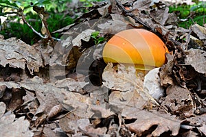 Hidden treasure, two Caesar`s mushrooms under the leaves