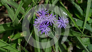 Hidden Treasures: Macro Photography of Tiny Purple Flowers in the Grass
