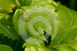 Hidden and unseen green tree frog resting on huge green leaf