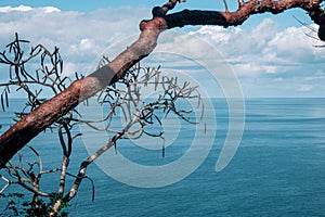 Hidden View with a Tree and the Ocean in the background, Sayulita Mexico.