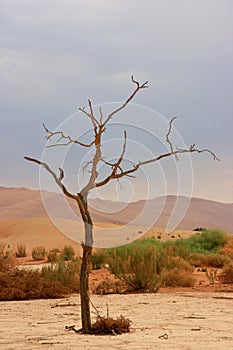 Hidden Vlei dead tree in lansdscape Namib-Naukluft National Park, Namibia