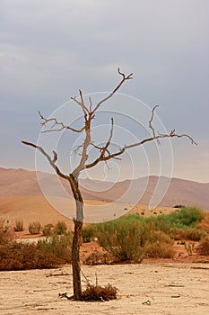 Hidden Vlei dead tree in lansdscape Namib-Naukluft National Park, Namibia photo