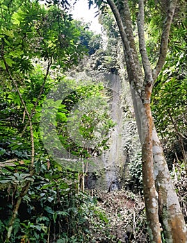 Hidden Waterfall in the Middle of a Lush Green Rainforest