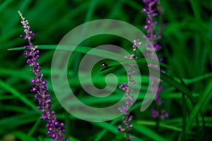 Hidden world, ladybug in the grass