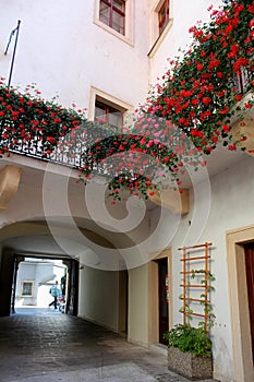 Hidden yard in a city with hanging plants in blossom