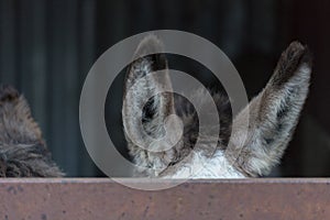 Hide behind fence donkeys ears