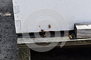 Hide entrance with honey bees