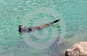 Hide and Seek - Australian Fur Seal (Sea Lion)