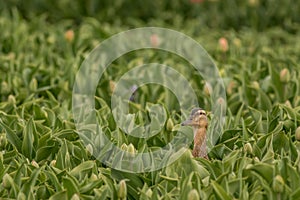 Hide and seek mallard