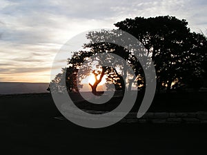 Sunrise Through Dome Shaped Tree photo