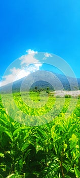 Hide and seek at Tea Garden