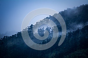 Hide and Seek, Tsokha, Sikkim, India