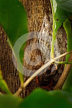 Hiden owl. Pacific Scrrech-owl, Megascops cooperi, little owl in the nature habitat, sitting on the green spruce tree branch, fore