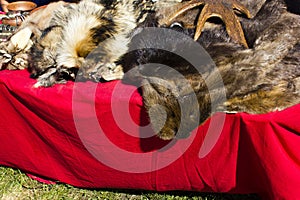 Hides of wild animals on the background of red material close-up photo