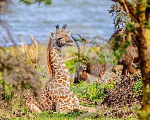 HIding amongst the bushes - Baby Massai Giraffe