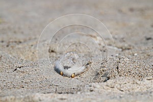 Hiding Baby Piping Plover