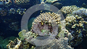 Hiding behind coral Blackeye thicklip or Blackeye thicklip wrasse or Half-and-half wrasse, Hemigymnus melapterus, undersea