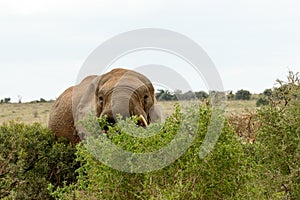 Hiding Behind The Trees - African Bush Elephant