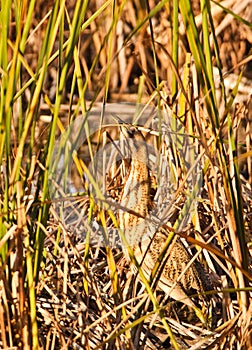 Hiding Bittern