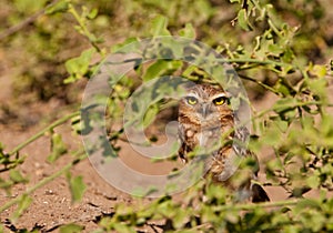 Hiding Burrowing Owl