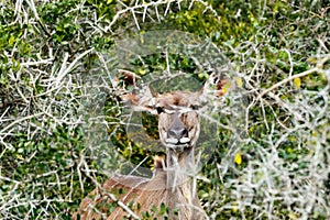 Hiding From The Cameras - Greater Kudu - Tragelaphus strepsiceros