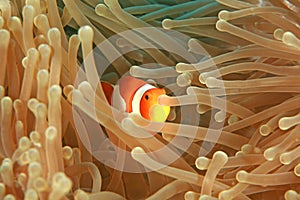 Hiding Clown Fish