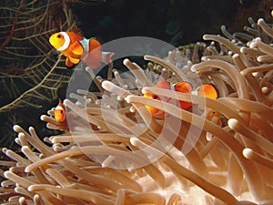 Hiding Clown Fish