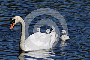 Hiding Cygnets